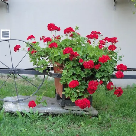 Bed & Breakfast Osteria Del Centro